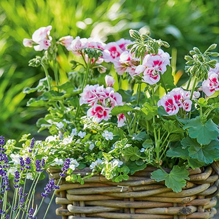Beet- und Balkon pflanzen aus der Familiengärtnerei Rühe in Mirow