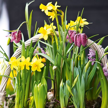 Frühblüher aus der Familiengärtnerei Rühe in Mirow