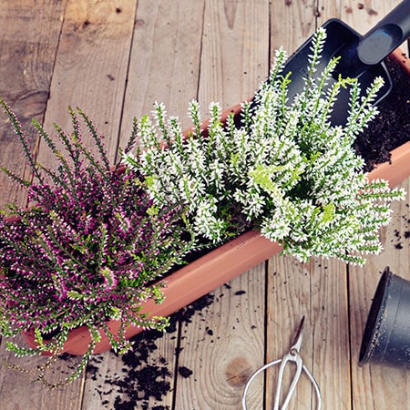 Herbstplfanzen aus der Familiengärtnerei Rühe in Mirow