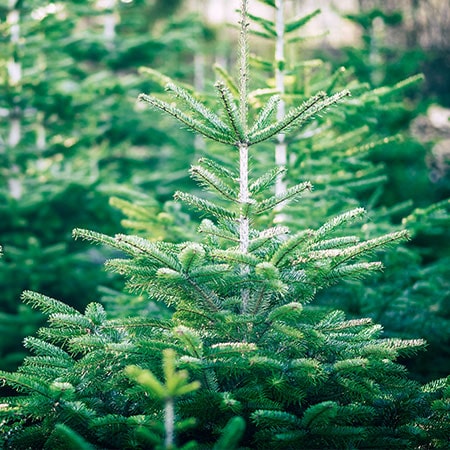 Tannenbaumverkauf in der Familiengärtnerei Rühe in Mirow