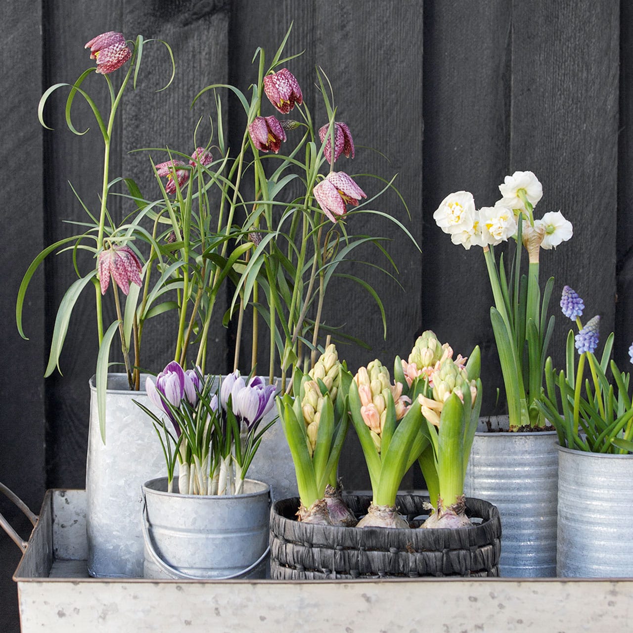 Pflanzensortiment Pflanzensortiment Frühblüher ab März entdecken in der Gärtnerei Rühe Mirow