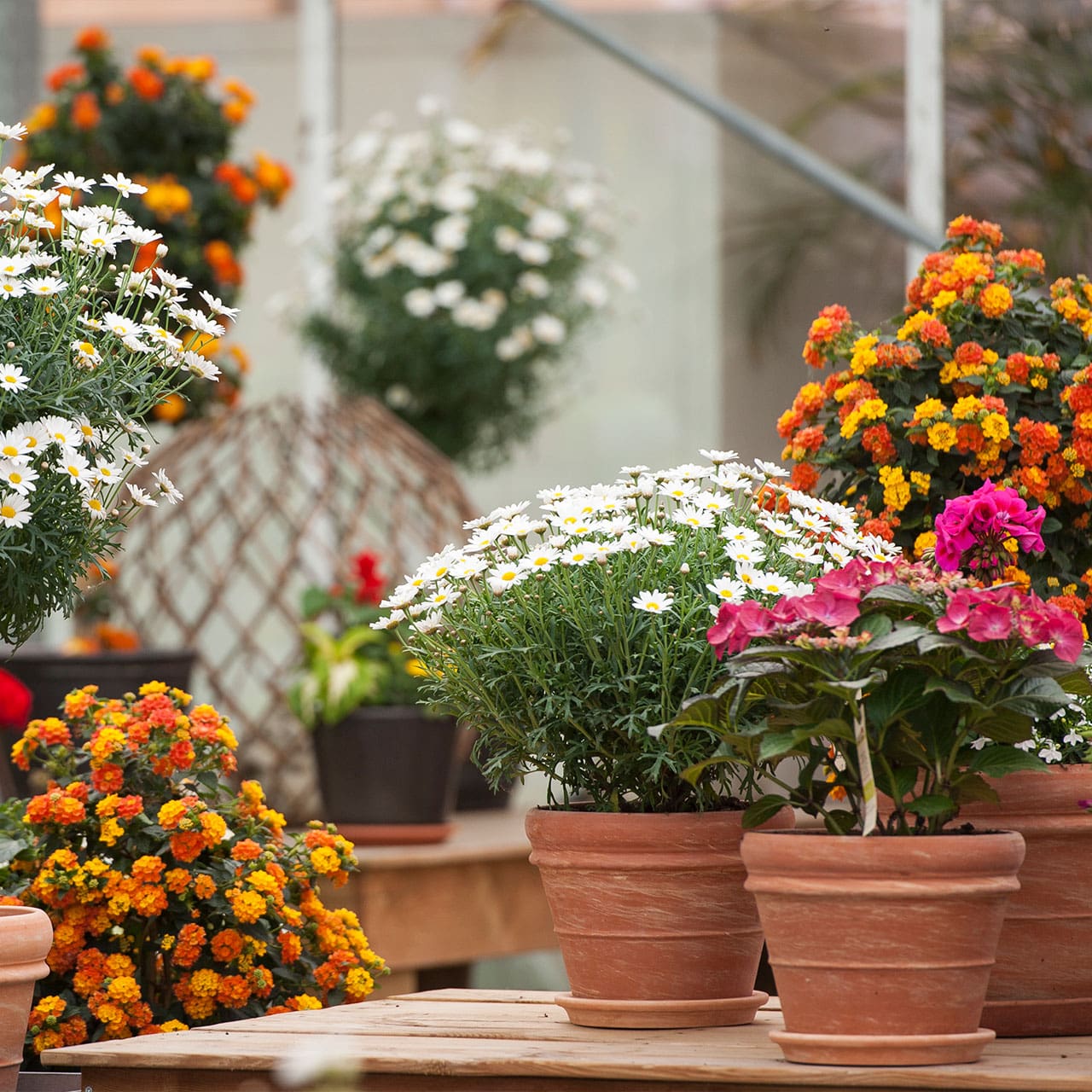 Regionale Blumen- und Pflanzen in der Gärtnerei Rühe in Mirow