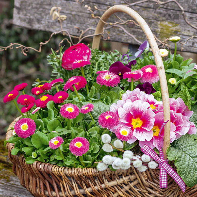 Frühling in der Gärtnerei Rühe – jetzt bepflanzte Körbe kaufen Bepflanzte Frühlingskörbe aus der Gärtnerei Rühe in Mirow – langlebig & frisch
