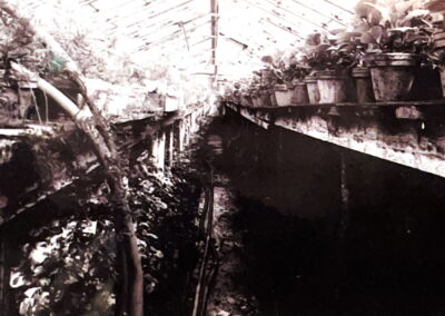 Gewächshaus – Gärtnerei Rühe in Mirow