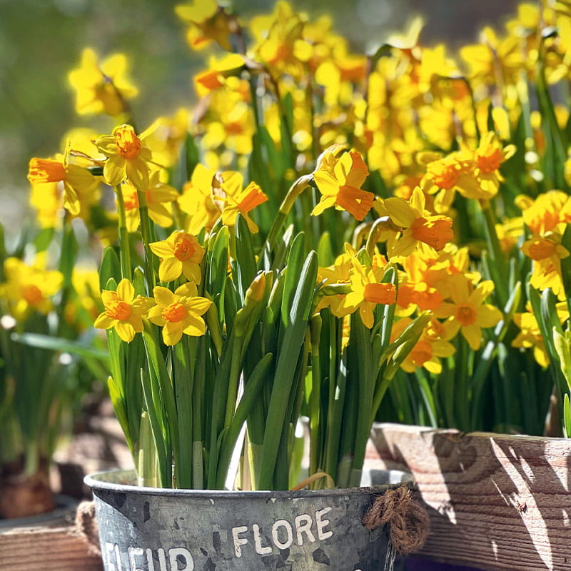 Frühling in der Gärtnerei Rühe – jetzt Narzissen kaufen Narzissen (viele Sorten) aus der Gärtnerei Rühe in Mirow – Frühlingspflanzen für Garten, Kübel & Balkon– regional & frisch