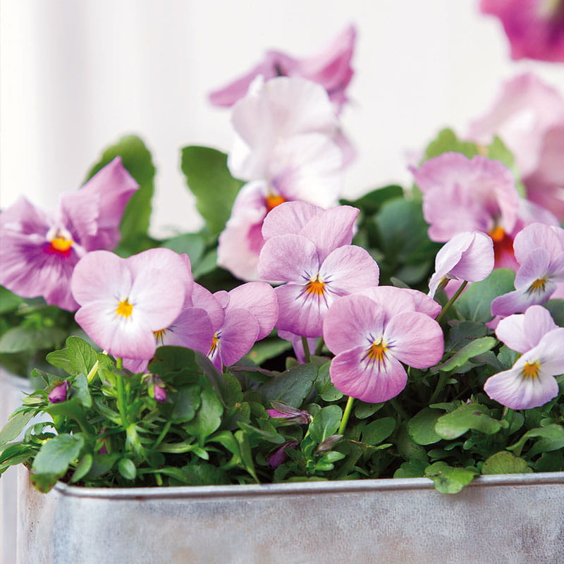 Frühling in der Gärtnerei Rühe – jetzt Hornveilchen kaufen Hornveilchen (Viola) aus der Gärtnerei Rühe in Mirow – Beet- & Balkonpflanze für Frühjahr – regional & frisch