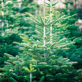 Weihnachtliches und Weihnachtsbäumen aus der Familiengärtnerei Rühe in Mirow