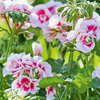 Beet- und Balkonpflanzen aus der Familiengärtnerei Rühe in Mirow