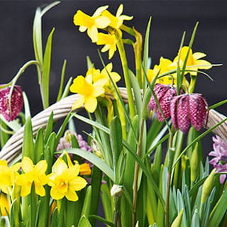 Frühblüher aus der Familiengärtnerei Rühe in Mirow