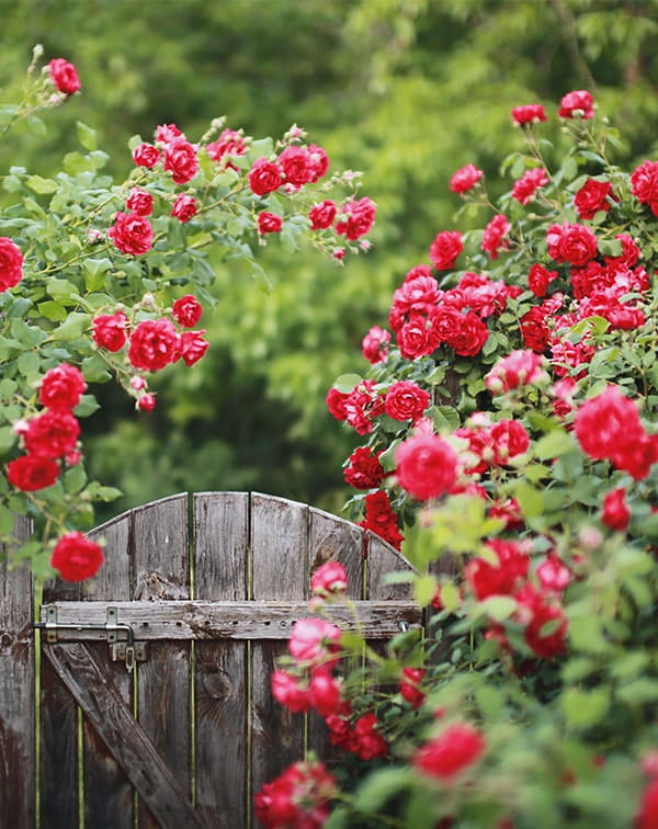 Rosen und Stauden in der Gärtnerei Rühe in Mirow