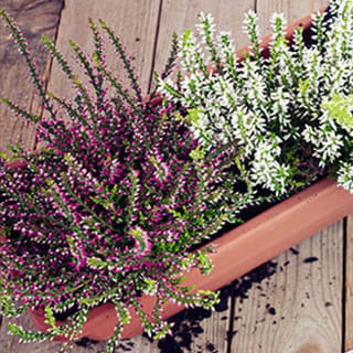 Herbstpflanzen aus der Familiengärtnerei Rühe in Mirow