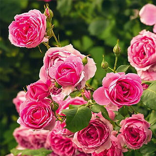 Rosen und Stauden aus der Familiengärtnerei Rühe in Mirow