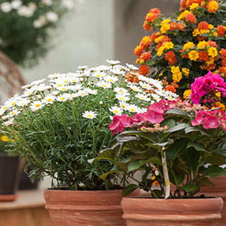 Überwinterung und Pflanzenschutz in der Gärtnerei Rühe in Mirow