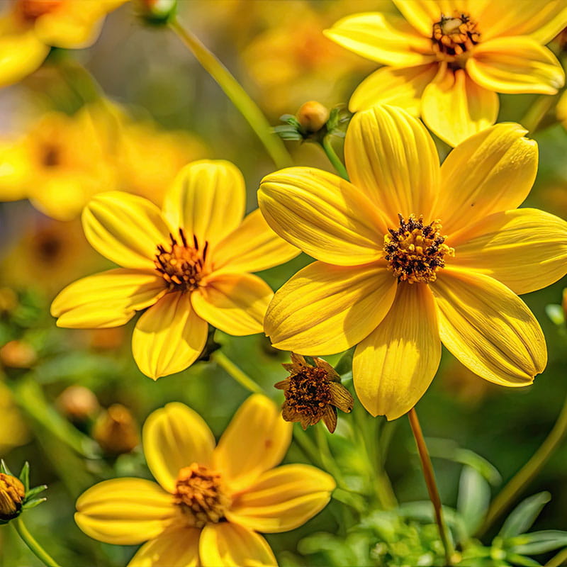 Bienenfreundlich Bidens (Zweizahn) aus der Gärtnerei Mirow