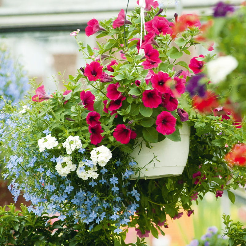 Blumenampel für den Sommer aus der Gärtnerei Mirow