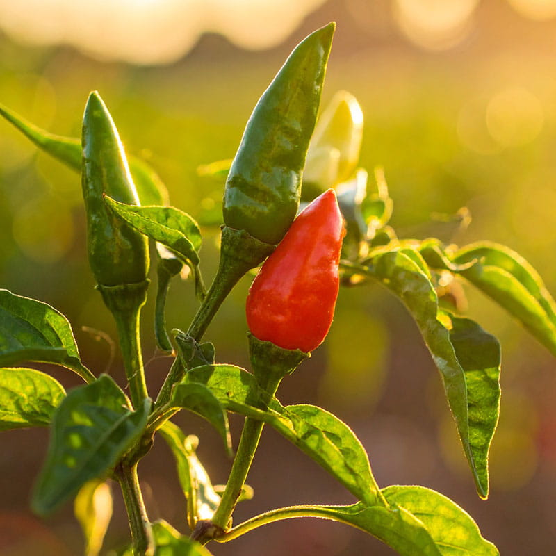 Chili- und Paprikapflanzen aus einem Angebot aus der Gärtnerei Mirow