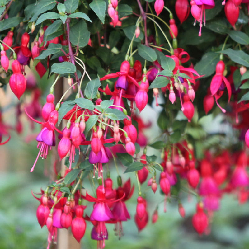Fuchsien für Halbschatten und Schatten Plätze aus der Gärtnerei Mirow