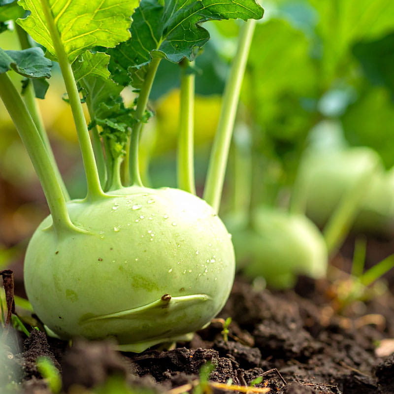 Kohlrabipflanzen aus einem Angebot aus der Gärtnerei Mirow