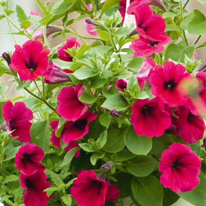 Petunien die Sommerpflanzen für Blumenampel aus der Gärtnerei Mirow