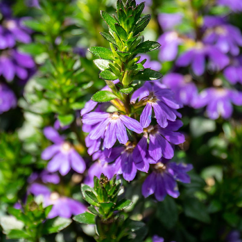 Scaevola Fächerblume aus der Gärtnerei Mirow