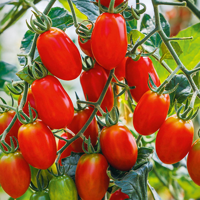 Tomatenpflanze aus einem Angebot aus der Gärtnerei Mirow