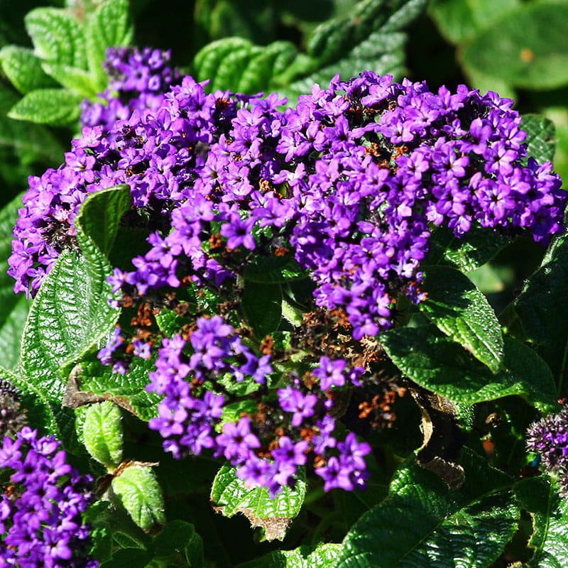 Bienenfreundlich Vanilleblume (Heliotrop) aus der Gärtnerei Mirow