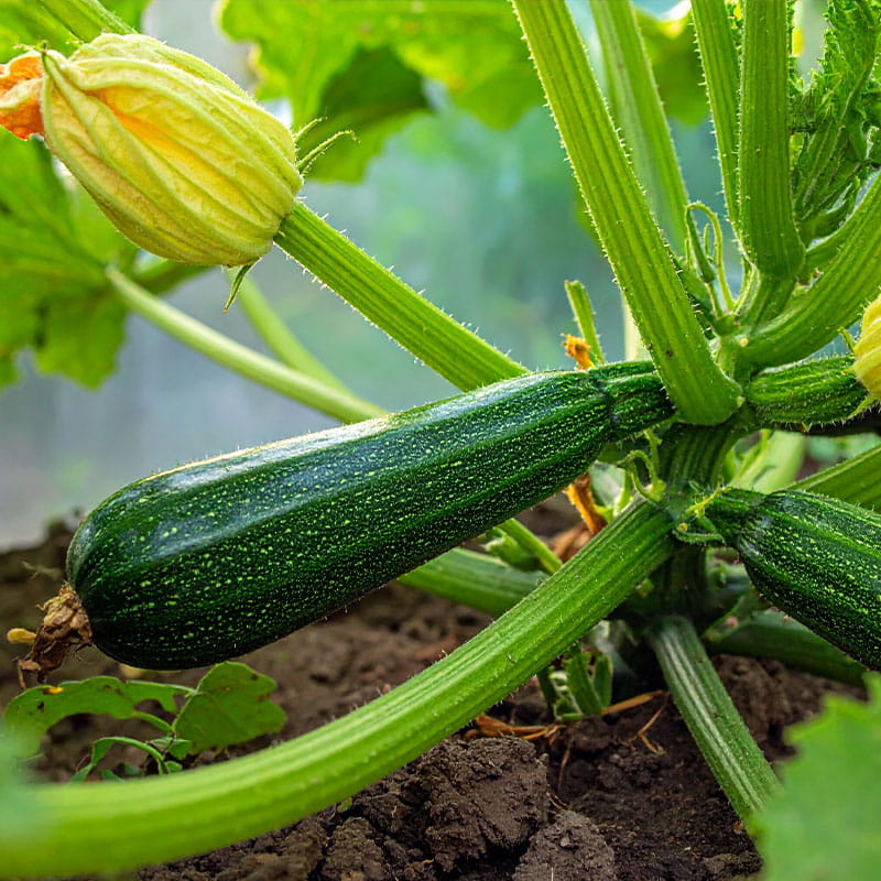 Zucchinipflanzen aus einem Angebot aus der Gärtnerei Mirow